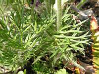 Pulsatilla Vulgaris var. Vulgaris (fam. Renonculacees) (Europe) (04) (Photo F. Mrugala)